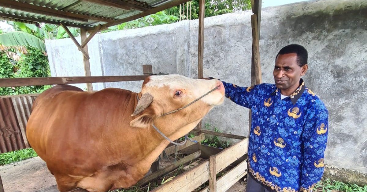 Dinas Pertanian Kota Sorong Salurkan 19 Ekor Sapi untuk Peternak OAP