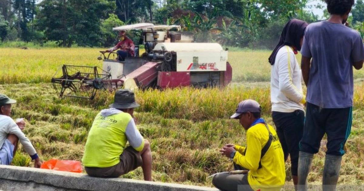 Ekonomi Non-Tambang Papua Tengah Tumbuh 5,45 Persen di Triwulan II 2026
