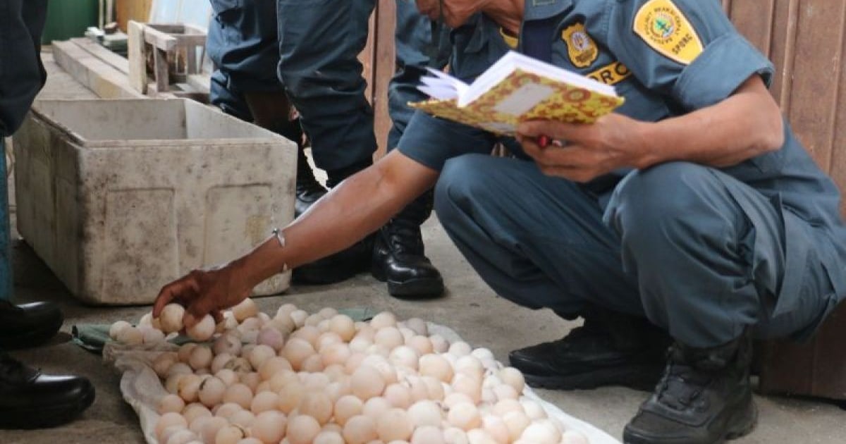 Kemenhut Ungkap Perdagangan Ratusan Telur Satwa Dilindungi di Mimika