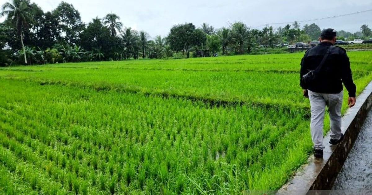 Kementan Terapkan Skema Swakelola untuk Percepat Pencetakan Sawah di Papua Barat